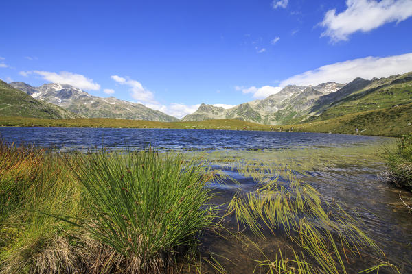 Grass on the shore of the alpine Lake Andossi Madesimo Spluga Valley Sondrio province Valtellina Lombardy Italy Europe