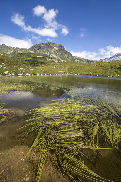 Acquatic grass in Lake of Andossi. Madesimo, Vallespluga, Valchiavenna, Lombardy, Italy Europe