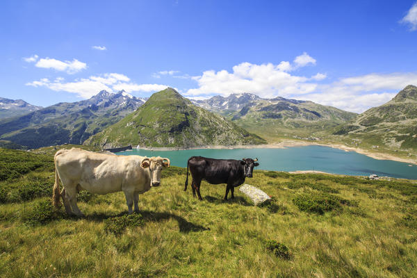 Cows grazing in the green meadows of Andossi with Lake Montespluga on  background Spluga Valley Sondrio province Valtellina Lombardy Italy Europe