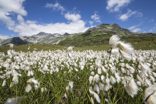 Blooming cotton grass in the green meadows of Andossi Madesimo Spluga Valley Sondrio province Valtellina Lombardy Italy Europe