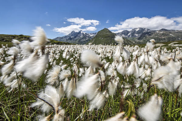 Cotton grass moved by the wind in Andossi. Andossi, Madesimo, Vallespluga, Valchiavenna, Lombardy, Italy.