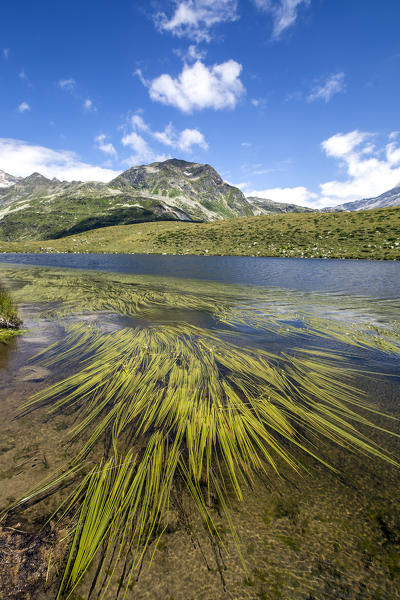 Weed similar to spaghetti in Lake of Andossi. Madesimo, Vallespluga, Valchiavenna, Lombardy, Italy Europe