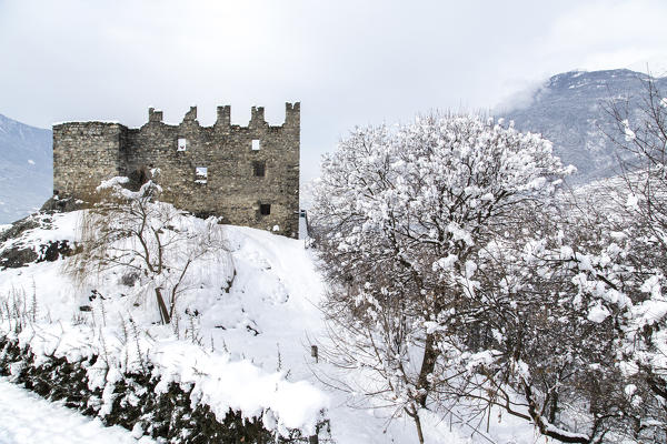 Trees covered in snow near Castel Grumello Montagna in Valtellina, Valtellina, Lombardy, Italy Europe