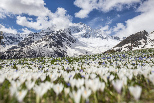 Mount Disgrazia with fields of blooming Crocus. Alpe dell' Oro, Chiareggio, Valmalenco, Valtellina, Lombardy, Italy Europe