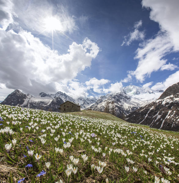 Blooming Crocus of Alpe dell' Oro. Alpe dell' Oro, Valmalenco, Valtellina, Lombardy, Italy Europe