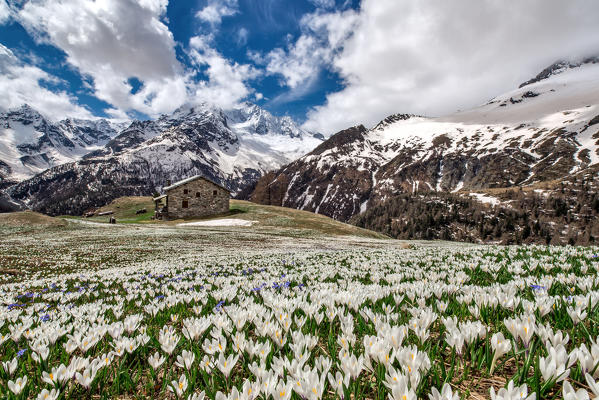 Blooming crocus of Alpe dell'Oro.  Chiareggio, Valmalenco, Valtellina, Lombardy, Italy Europe
