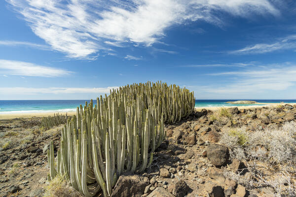 Cactus Euphorbia close to Cofete beach, Jandia peninsula, Fuerteventura, Canary Islands, Spain