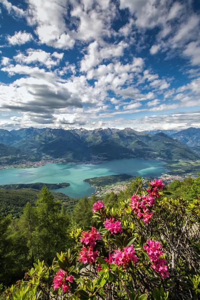 Blooming of rhododendrons from Mount Legnoncino with views on the High Lario. Lombardy. Italy. Europe