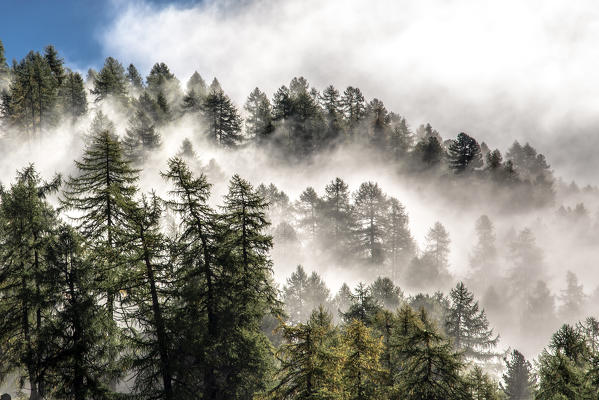 The morning mists rise from a forest of larch trees in Engadine. Canton of graubuenden. Switzerland. Europe