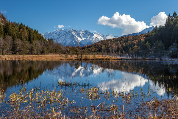 The Adamello Group is reflected in the swamp of the reserve  Pian of Gembro at fall. Aprica. Orobie Alps. Lombardy. Italy. Europe