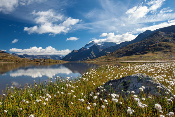 Blooming of cotton grass on the shores of Lago Bianco not far from the Gavia pass which connects Valtellina and Valcamonica. Valfurva. Lombardy. Italy.