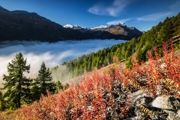 Autumn mist covers the valley floor hiding the lakes of Engadine. Sils, Canton of Graubunden, Switzerland Europe