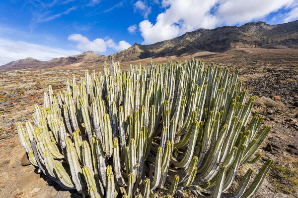Cactus Euphorbia in the volcanic landscape close to Cofete beach, Jandia peninsula, Fuerteventura, Canary Islands, Spain
