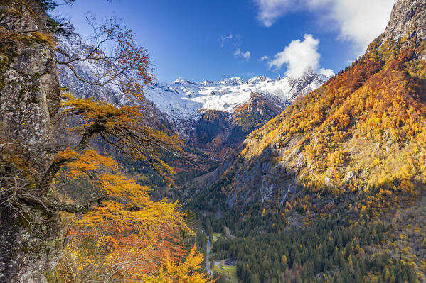 Colorful larch trees of autumn forest and snowcapped mountains, Bagni di Masino, Val Masino, Valtellina, Lombardy, Italy