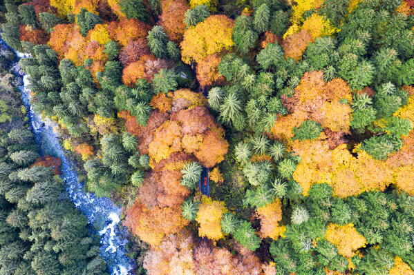 Aerial view of car in the colorful forest Bagni di Masino in autumn crossed by river, Val Masino, Valtellina, Lombardy, Italy
