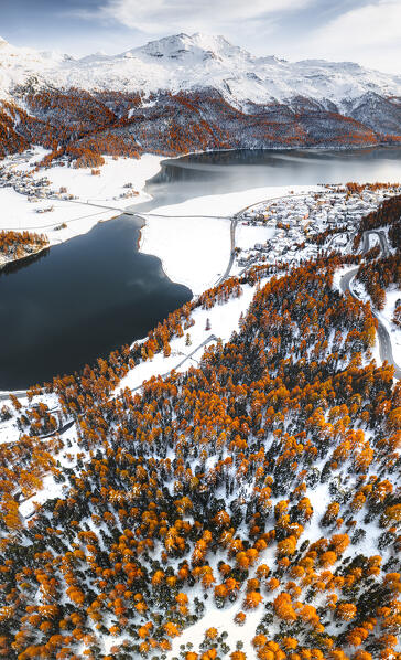 Aerial view of larch trees in the snow above the frozen lakes Champfer and Silvaplana in autumn, Engadine, Switzerland