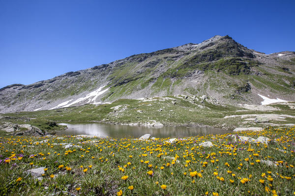 Flowering summer at Pian dei Cavalli. CHiavenna Valley. High Spluga Valley. Valtellina. Lombardy. Italy. Europe