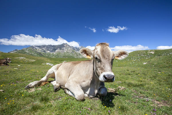 Cows grazing at Pian dei Cavalli. Campodolcino, Vallespluga, Valchiavenna, Lombardy, Italy Europe