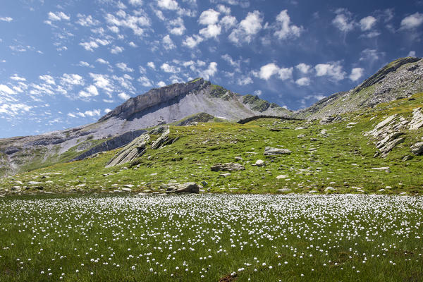 Blooming cotton-grass at Pian dei Cavalli. Campodolcino, Vallespluga, Valchiavenna, Valtellina Lombardy Italy Europe