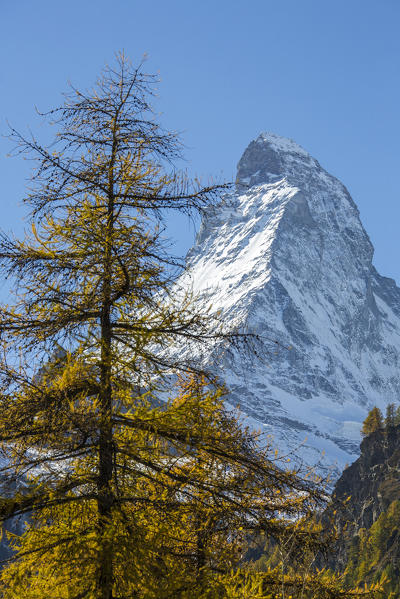 The yellow larches frame the snowy peak of the Matterhorn Zermatt canton of Valais Switzerland Europe