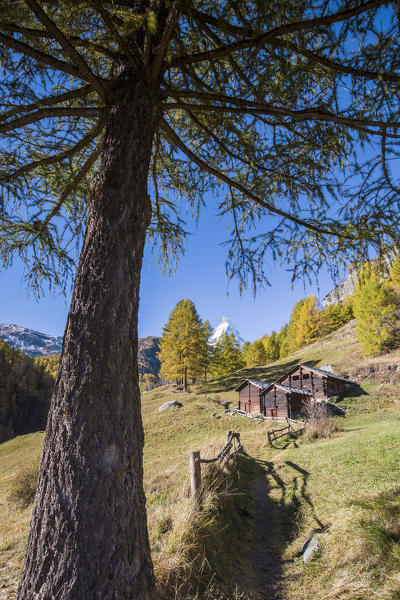Huts on the pastures of Zermatt surrounded by yellowed larches and the Matterhorn. Switzerland. Europe 