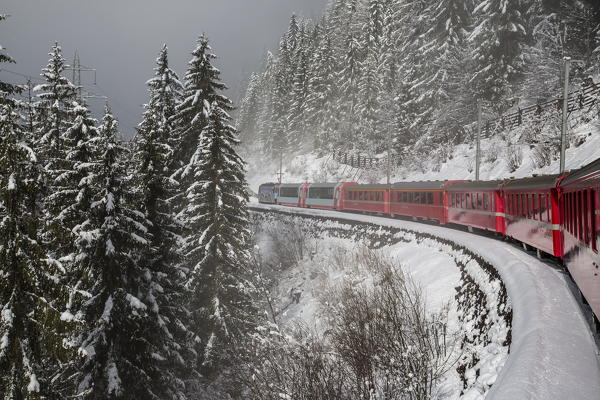 Red train travelling through the snowy woods of Filisur on the highest railway across the Alps. Canton of Graubunden. Engadine. Switzerland.