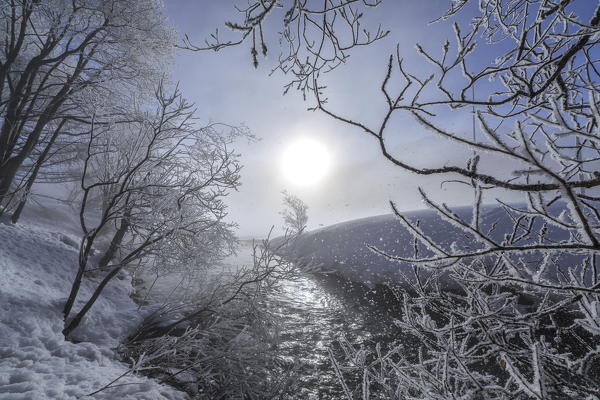 The branches stiffened by galaverna stretching towards the sun. Sils. Engadine. Switzerland. Europe