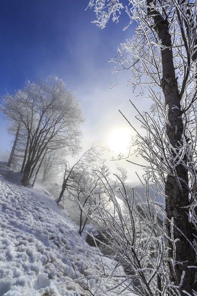 Frost covers the branches of trees in Sils. Engadine. Switzerland. Europe