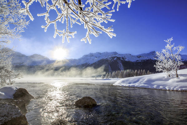 Sun illuminates tree branches covered with frost along the river Inn. Sils. Engadine. Switzerland. Europe