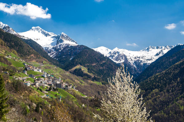 Cherry blossoms and green fields signal the arrival of spring in Albaredo. Bitto Valley. Orobie Alps. Valtellina. Lombardy. Italy. Europe 