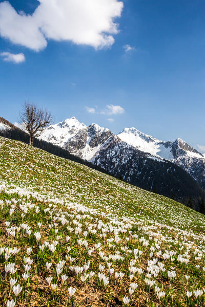 The green fields and flowers contrasts with the snowy peaks of the Bitto Valley. Corte Grande. Orobie Alps. Valtellina. Lombardy. Italy. Europe