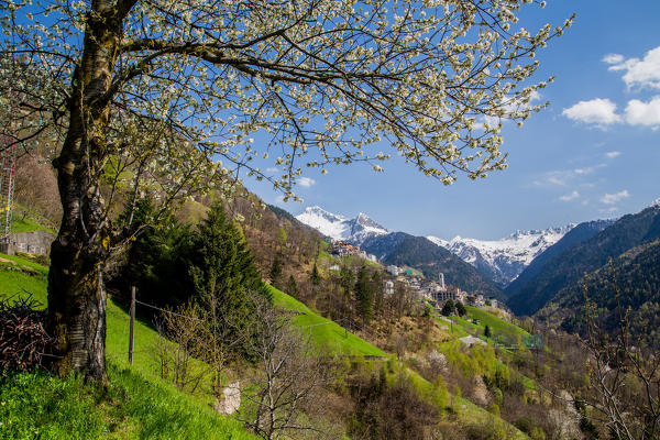 Cherry blossoms and green fields in Albaredo per San Marco. Bitto Valley. Orobie Alps. Valtellina. Lombardy. Italy. Europe 