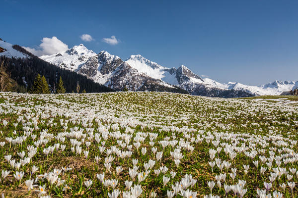 The vast pastures of Corte Grassa invaded by Crocus. Bitto Valley. Orobie Alps. Valtellina. Lombardy. Italy. Europe