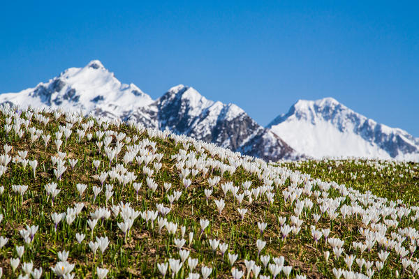 The green fields and flowers contrasts with the snowy peaks of the Bitto Valley. Orobie Alps. Valtellina. Lombardy. Italy. Europe