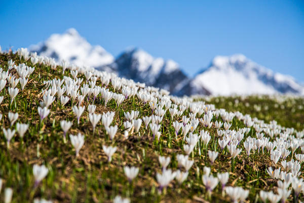 Detail flowered pastures above Albaredo. Orobie Alps. Lombardy. Italy. Europe