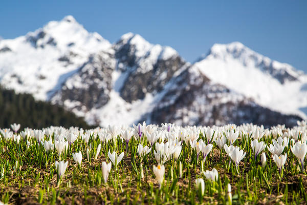 Flowering Crocus with snow covered peaks in the backgorund. Orobie Alps. Lombardy. Italy. Europe
