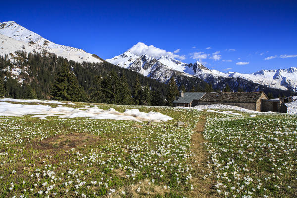 Path surrounded by Crocus just bloomed. Albaredo Valley. Orobie Alps. Lombardy. Italy. Europe