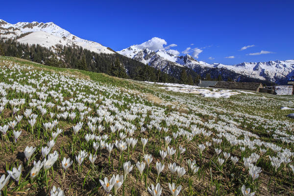 Spring flowering Crocus at Baitridana Alp not far from Albaredo. Orobie Alps. Lombardy. Italy. Europe