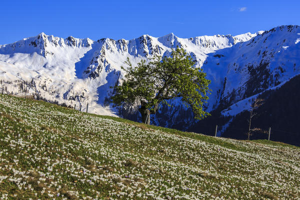 Snowy peaks and flower meadows predominate in the spring of Orobie Alps. Lombardy. Italy. Europe