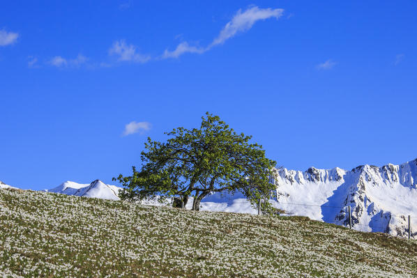 A lone tree surrounded by Crocus spring flowers. Albaredo Valley. Orobie Alps. Lombardy. Italy. Europe