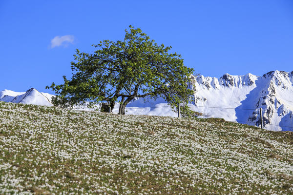 A lone tree surrounded by Crocus spring flowers. Albaredo Valley. Orobie Alps. Lombardy. Italy. Europe