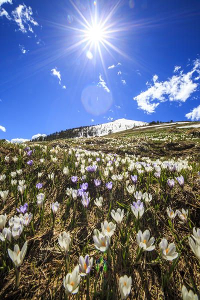 Crocus illuminated by the warm sunlight at the foot of the top Rosetta. Rasura. Valgerola. Valtellina. Lombardy. Italy. Europe