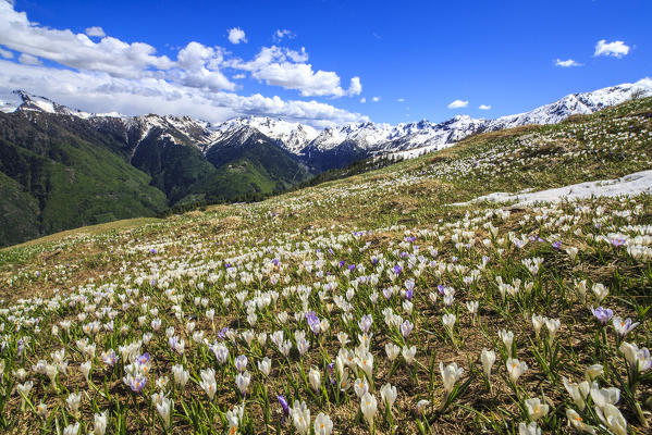 Spring flowering in the Orobie Alps. Valgerola. Valtellina. Lombardy. Italy. Europe