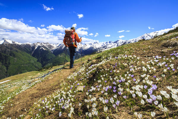 Hikers walking through pastures in bloom. Valtellina. Lombardy. Italy. Europe