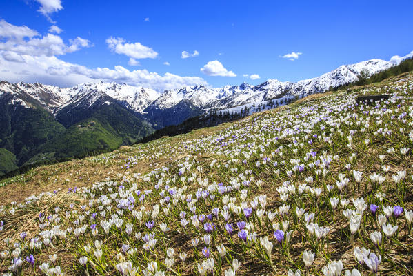 Carpet of Crocus in the pastures of Valgerola. Valtellina. Lombardy. Italy. Europe