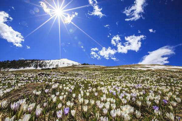 The spring sun illuminates the Crocus bloom at the foot of the top Rosetta. Rasura. Gerola Valley. Valtellina. Lombardy. Italy. Europe
