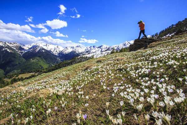 Photographer captures spring blooms. Gerola Valley Lombardy. Italy. Europe