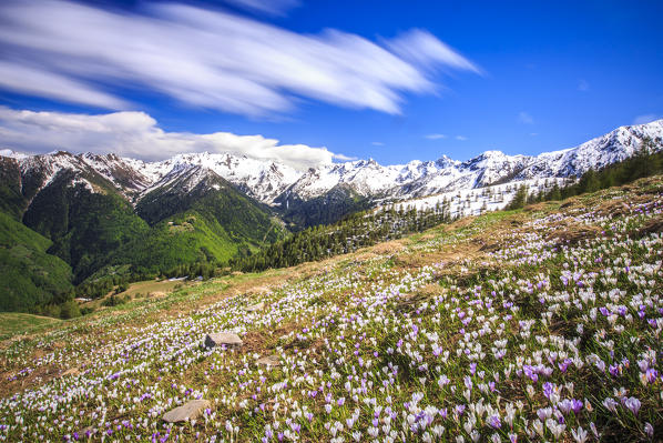 Clouds run over fields of flowers at the foot of Rosetta. Rasura. Valgerola. Valtellina. Lombardy. Italy. Europe