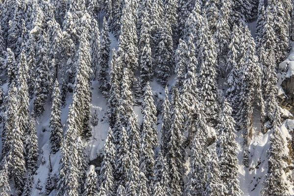 Woods after a heavy snowfall in Engadine. Maloja Pass. Engadine. Switzerland. Europe