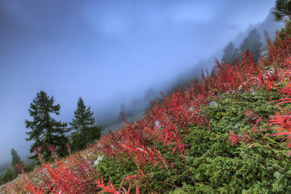 The fog covers everything around Sils while leaving a glimpse of the colors of Autumn Canton of Graubunden Engadine Switzerland Europe